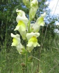 image of flower
