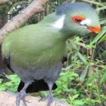 image of bird