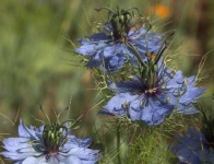 image of flower