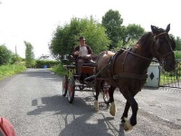 image of horse_cart #8