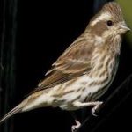 image of bird