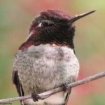 image of bird
