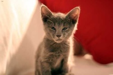 image of animal