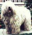 image of komondor