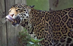 image of jaguar_car