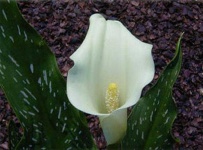 image of giant_white_arum_lily #34