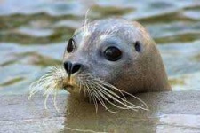 image of animal