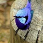 image of bird