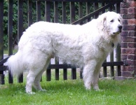 image of kuvasz