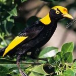 image of bird