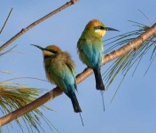 image of bee_eater #26