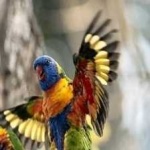 image of bird