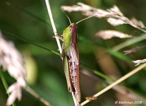 image of grasshopper