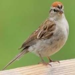 image of bird
