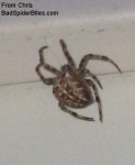 image of barn_spider
