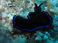 image of flatworm
