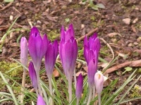 image of flower