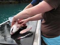 image of coho