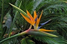 image of bird_of_paradise_flower #77