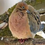 image of bird