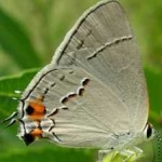 image of animal