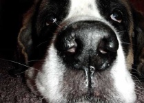 image of saint_bernard