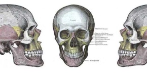 image of skull