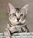 image of egyptian_mau #25