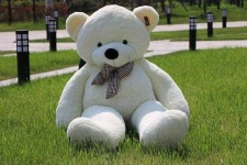 image of teddy_bear