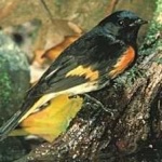 image of bird