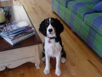 image of english_springer