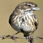image of bird