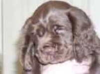 image of sussex_spaniel #33