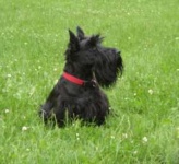 image of scotch_terrier