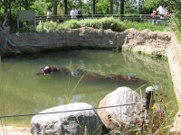 image of hippopotamus
