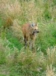 image of red_wolf