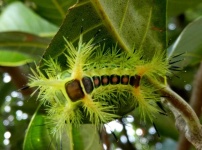 image of animal