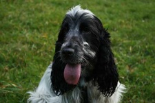 image of animal