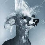 image of animal
