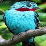 image of bird