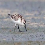 image of bird