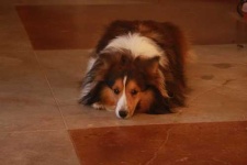 image of shetland_sheepdog