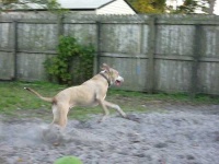 image of american_staffordshire_terrier