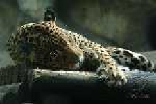 image of jaguar_car