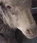 image of animal