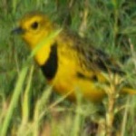 image of bird