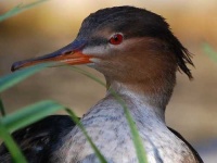 image of red_breasted_merganser
