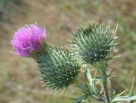 image of spear_thistle #26