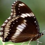 image of animal