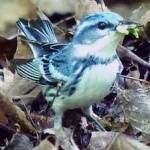 image of bird